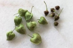 <strong>白珊瑚藤怎麼收集種子和進行處理 ？</strong>