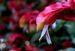 <strong>紅蝦花感染灰黴病有什麼症狀？</strong>