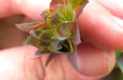 <strong>紅蝦花怎麼收集和處理種子 ？</strong>