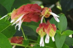 <strong>紅蝦花對土壤和溫度有什麼要求，花期在什麼時候 ？</strong>
