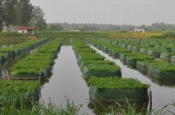 <strong>黃鱔池塘上方搭遮陰網有什麼好處 ？</strong>