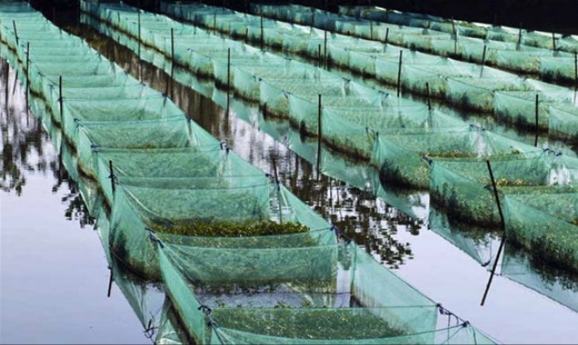 黃鱔池塘上方搭遮陰網有什麼好處 ？