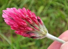 <strong>紫花苜蓿怎麼判斷種子成熟 ？</strong>