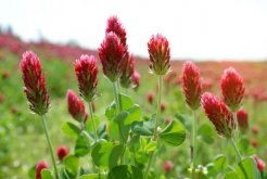 <strong>紫花苜蓿怎麼進行栽種，花期在什麼時候 ？</strong>