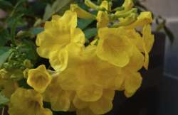 <strong>黃鍾花怎麼進行扡插？</strong>