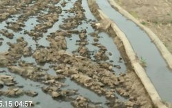 <b>水稻插秧前藥劑封閉除草，緩苗後還要施藥封閉嗎？</b>