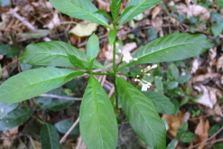 <strong>蘿芙木怎麼鋪施基肥和基質？</strong>