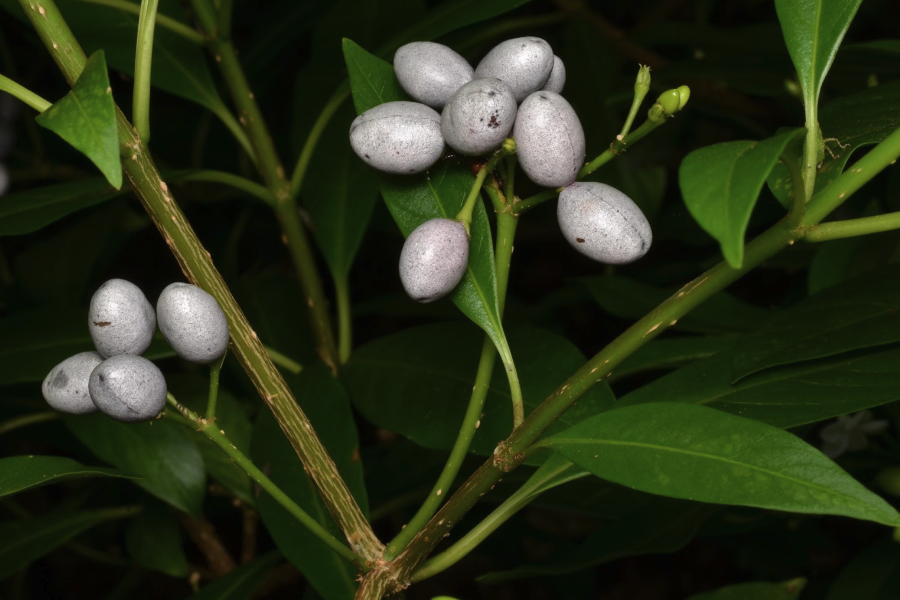 蘿芙木扡插需要準備什麼條件？
