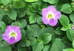 <strong>赤道櫻草出現黴菌病有什麼症狀 ？</strong>