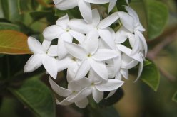 <strong>假虎刺可以用沙質土壤種植嗎，有什麼好處 ？</strong>