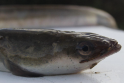 <strong>麥穗魚可以作為黃鱔的食物嗎，一起飼養有什麼好處?</strong>