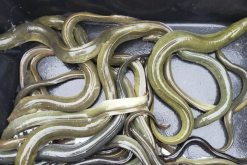 <strong>池塘中浮遊生物可以作為黃鱔的食物嗎?</strong>