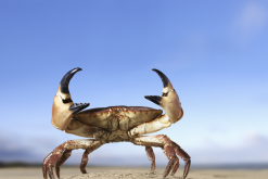 <strong>老虎蟹的產卵率和孵化率怎麼樣?</strong>