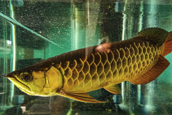<strong>金龍魚感染鰓腔病是什麼原因?</strong>