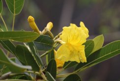 <strong>黃花風鈴木耐寒嗎，對土壤和水分有什麼要求 ？</strong>