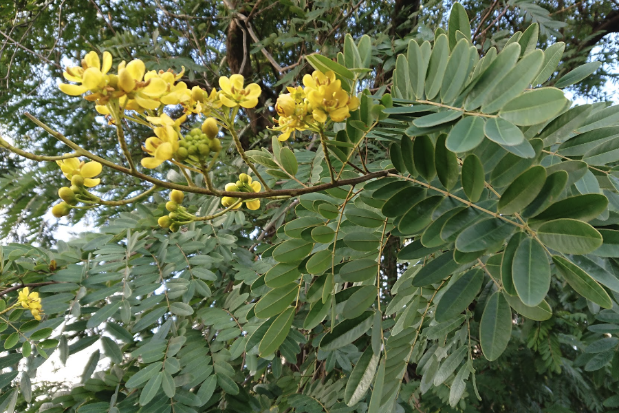 鐵刀木怎麼防治木虱？
