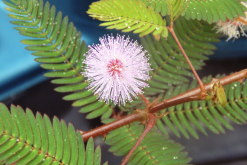<strong>植物分類係統是從什麼時候開始的？</strong>