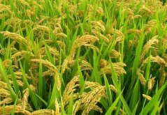 <b>水稻二化螟，是什麼藥防效期長？</b>