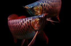 <strong>金龍魚出現皮膚病是什麼原因 ？</strong>