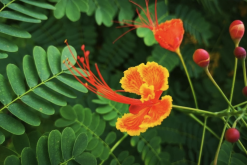 <strong>藍花金鳳花感染紅蜘蛛怎麼進行消滅？</strong>