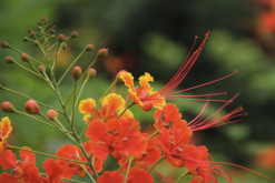 <strong>藍花金鳳花感染葉斑病怎麼進行治療？</strong>