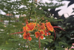 <strong>藍花金鳳花出現白粉病怎麼治療？</strong>