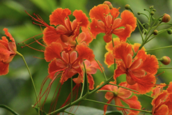 <strong>藍花金鳳花怎麼進行分株，需要注意什麼？</strong>