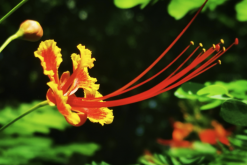 <strong>藍花金鳳花扡插的方法和技巧？</strong>