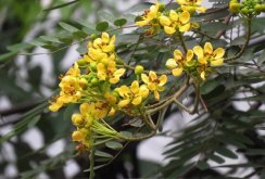 <strong>鐵刀木是什麼植物，分布在哪些地區 ？</strong>