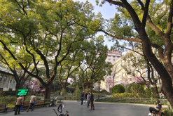 <strong>西康玉蘭怎麼進行繁殖？</strong>