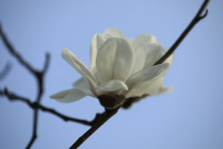 <strong>西康玉蘭是什麼植物，有什麼形態特點？</strong>