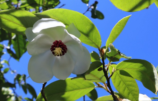 西康玉蘭有什麼花語 ？