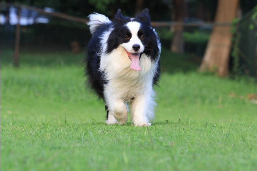 牧羊犬怎麼進行馴化牧羊?