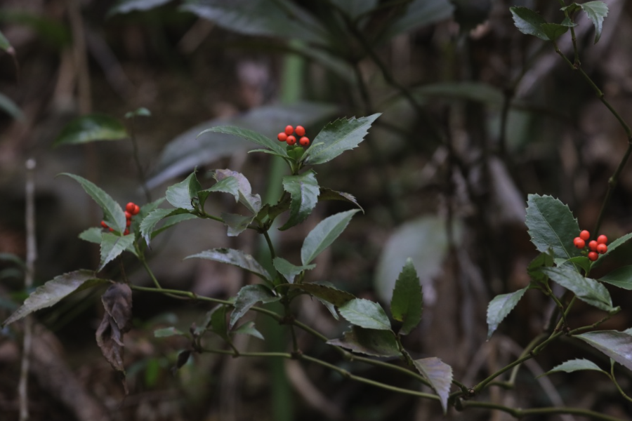 怎麼給草珊瑚施肥？