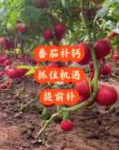 <strong>番茄怎麼補鈣增肥</strong>