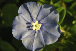 <strong>藍星花怎麼進行扡插?</strong>