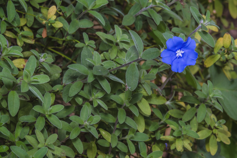 藍星花的分株方法介紹?