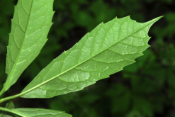 <strong>桃葉珊瑚是什麼植物，有什麼形態特點？</strong>