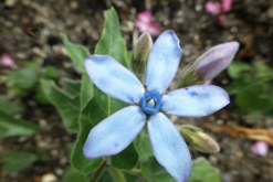 <strong>藍星花怎麼進行維護和修剪？</strong>