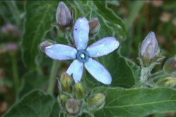 <strong>藍星花用沙質土壤種植有什麼好處？</strong>