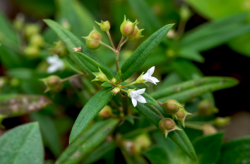<strong>傘房花耳草果實有什麼特點，有什麼價值 ？</strong>