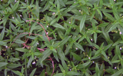 <strong>傘房花耳草的繁殖能力怎麼樣 ？</strong>