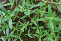 <strong>傘房花耳草的生態習性是怎麼樣的 ？</strong>