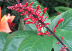 <strong>紅樓花是什麼植物，分布在哪些地區 ？</strong>
