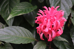 <strong>珊瑚花感染葉斑病怎麼治療 ？</strong>