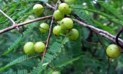 <strong>餘甘子怎麼進行扡插 ？</strong>