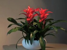 <strong>鴻運當頭植物怎麼養</strong>