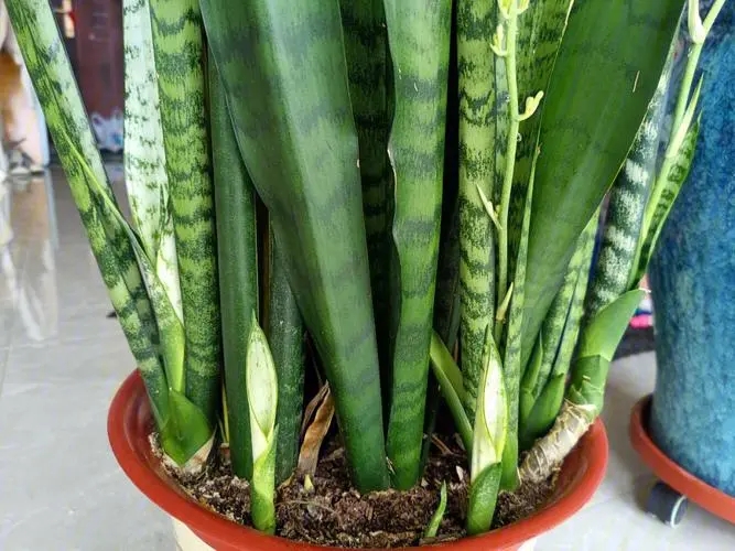 虎皮蘭養殖的注意事項：讓你成為養植高手