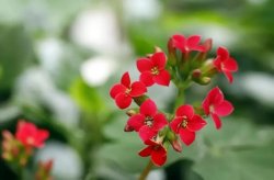 <strong>長壽花的繁殖方法：輕鬆實現花卉自給自足</strong>