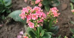 <strong>長壽花繁殖全攻略：輕鬆實現家庭花卉自給自足</strong>